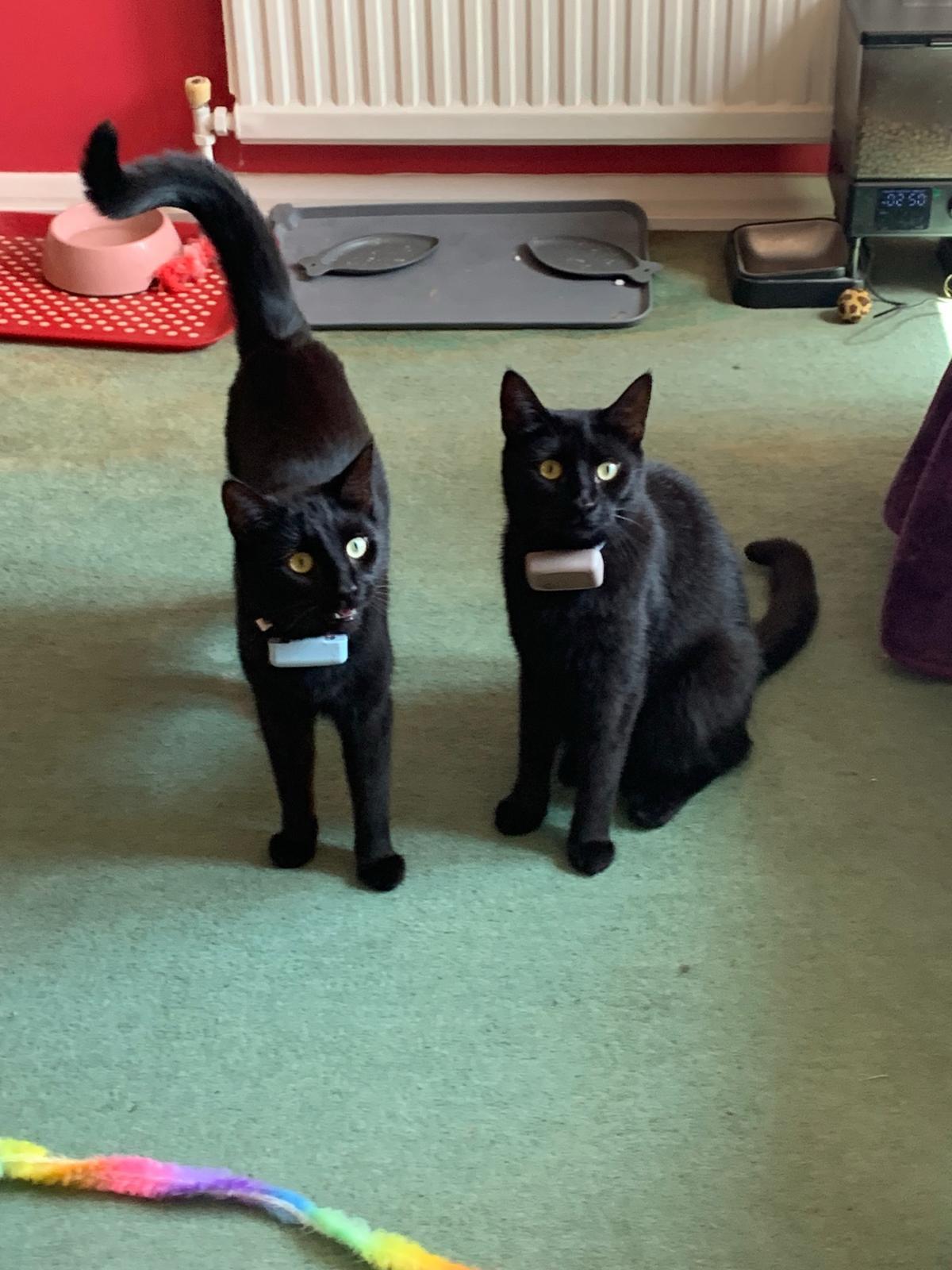 Kirstyn's two black cats, Nala and Crystal